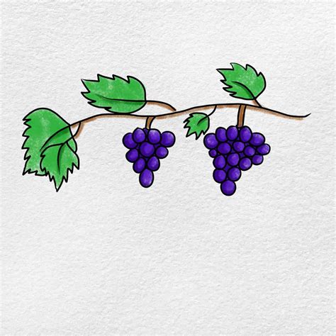 How To Draw A Grapevine Helloartsy