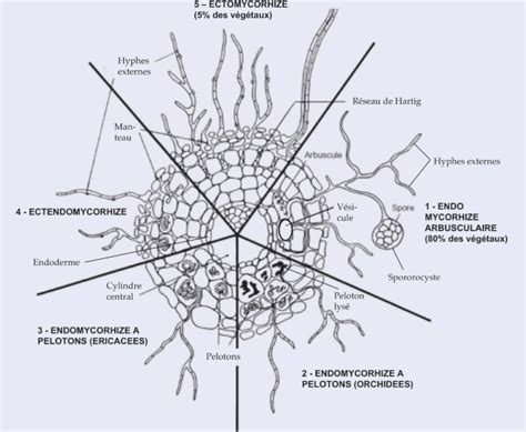 Les Mycorhizes Ou Comment Les Arbres Cultivent Des Champignons