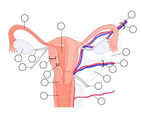 Female Repro Labelling Diagram Quizlet