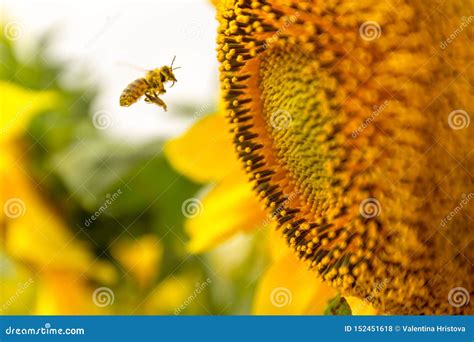 Honey Bee Pollinating Sunflower Stock Photo Image Of Macro Healthy