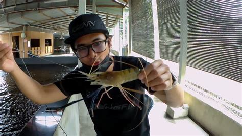 Udang Galah Kolam Hulu Langat YouTube