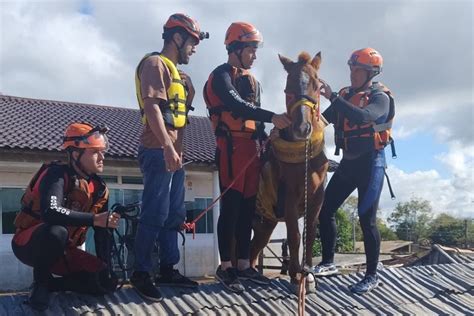 Cavalo Caramelo ilhado em telhado é resgatado no RS Notícia Serra