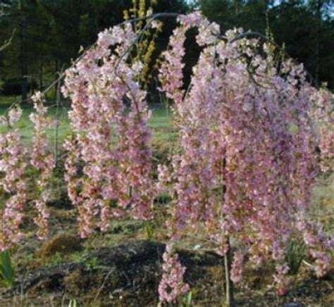 Malus 'Louisa' | Louisa Weeping Flowering Crabapple | Flowering ...