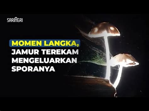 Momen Langka Jamur Terekam Mengeluarkan Sporanya YouTube