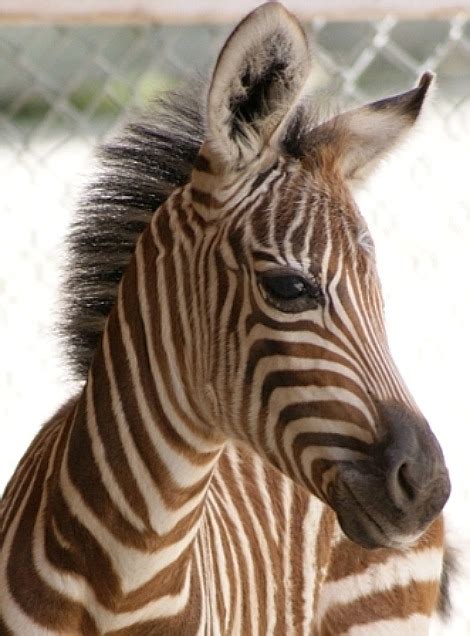 Brown Stripes for a Baby Zebra - ZooBorns