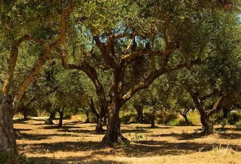 Hermosos Olivos Antiguos En La Isla Zakynthos Grecia Foto Premium