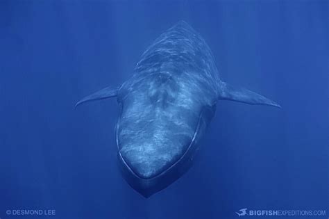scuba diving  blue whales