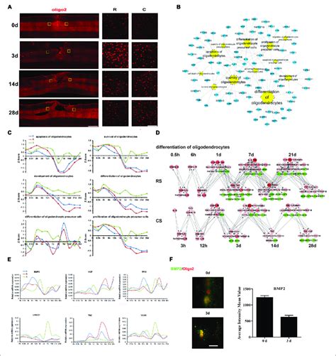 Molecular Regulation Of Oligodendrocyte Responses To Sci A