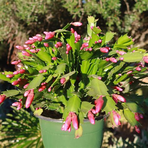 Buy Holiday Cactus Schlumbergera Online Red Flowers Planet Desert