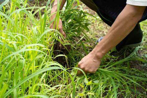 庭によく生える雑草16種類と駆除の仕方もご紹介します お庭の窓口