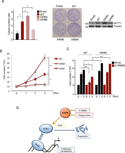 Figure 4 From The Energy Sensor AMPK Regulates Hedgehog Signaling In