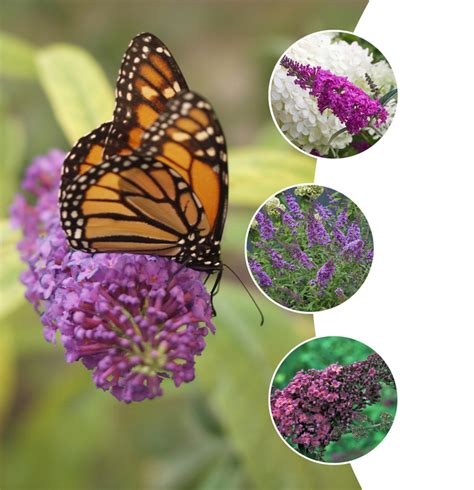 Buddleia 'Multiple Varieties' Assorted, Butterfly Bush | Garden Center ...