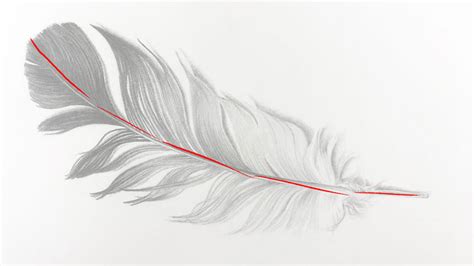 How to Draw a Feather