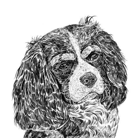 Cavalier King Charles Spaniel Drawing at PaintingValley.com | Explore ...