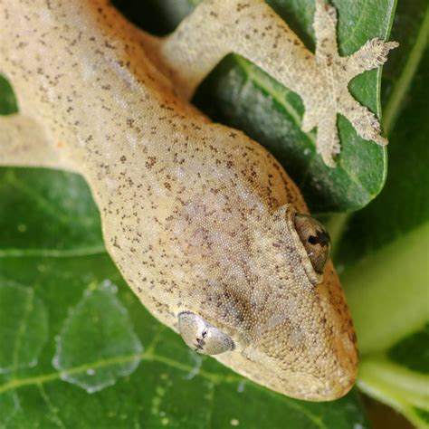 Asian House Gecko Sounds And Calls Wild Ambience Nature Sounds