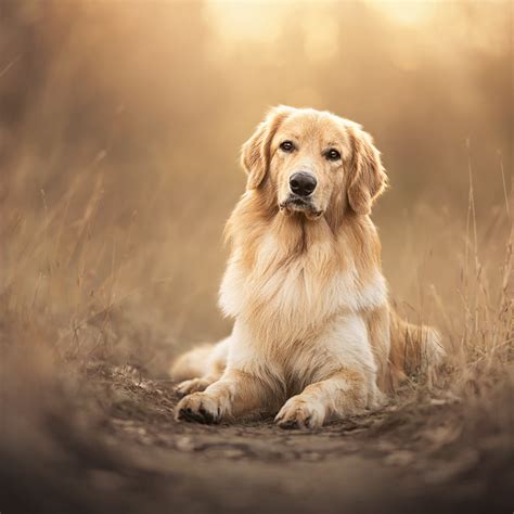 Golden Retriever Wallpaper 4k Scottish Breed Dog Pet Dog 5k