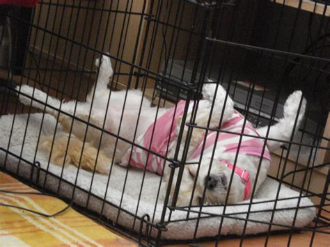 crate train  dog hshv