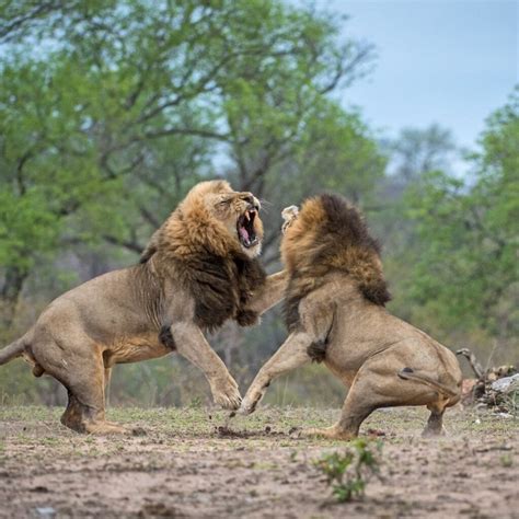 Lion VS Cheetah: Who would win in a fight - Wild Creature Rock