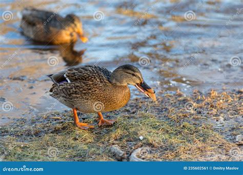 Duck eating bread stock image. Image of food, nature - 235602561