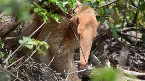 World S Only Known Albino Giant Anteater Appears To Be Thriving In The