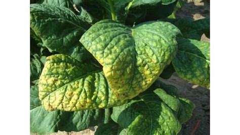 Tobacco Potassium K Deficiency Nc State Extension Publications