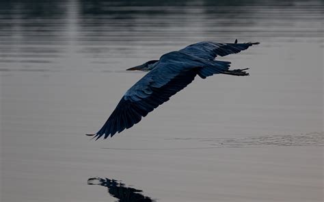 Grey Heron Bird Lake - Free photo on Pixabay - Pixabay