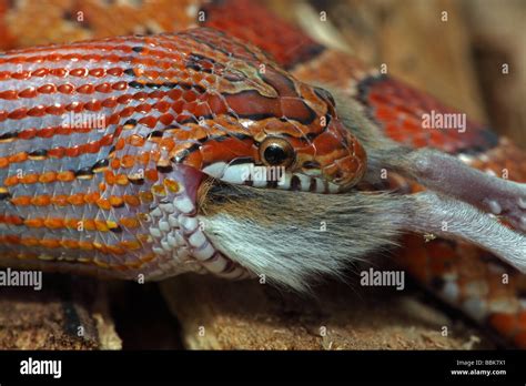 Corn Snake Pantherophis Guttatus Captive Swallowing A Mouse