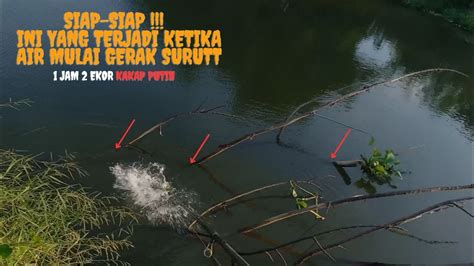 Cara Jitu Mancing Kakap Putih Dengan Ndudul Ngrayang Disela Pohon