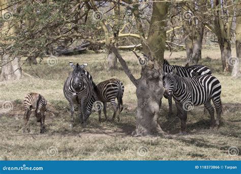 Herd Plains Zebra Which Stands in the Shade of Acacias on a Hot, Sunny ...