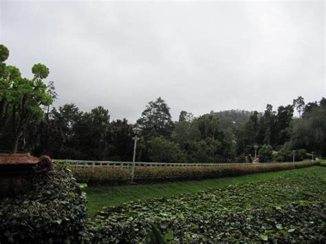 Botanical Garden, Ooty - Ooty