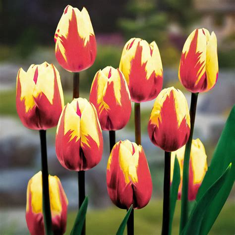 Amazon.com : 10 Parrot Tulip Bulbs for Planting - Easy to Grow
