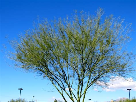 Sonoran Desert Autumn Palo Verde Tree Against Blue Sky Flickr