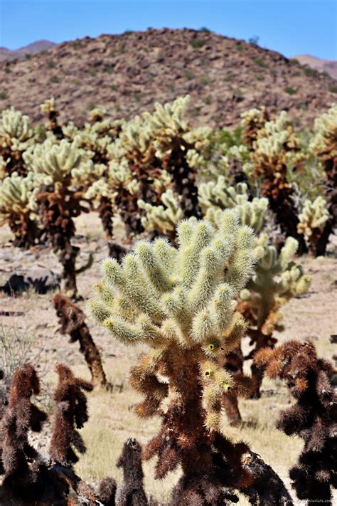 cholla-cactus-garden-joshua-tree-2022-01 - World Adventurists