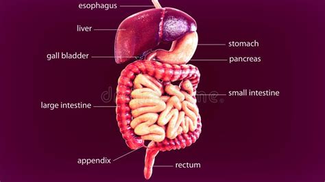 3d Illustration Of Human Body Digestive System Stock Illustration