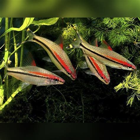 Shop Online For Barbs Riverpark Aquatics Uk