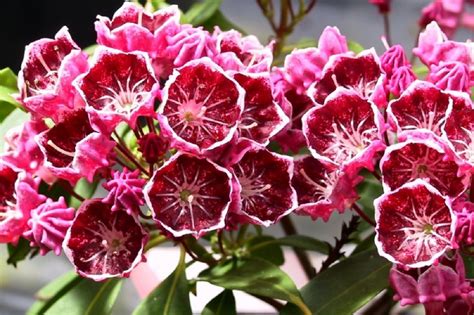 Las Flores M S Bellas Y Venenosas De La Tierra Metalli Rari