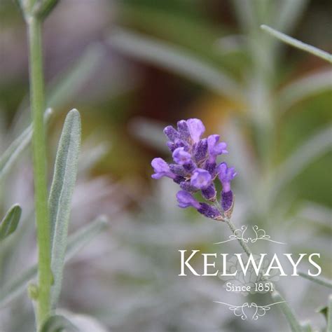 Lavandula Imperial Gem Kelways Plants Ltd