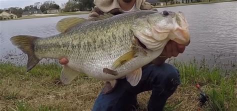 Bass Age And Size How Fast Do Bass Grow CatchMeFishing