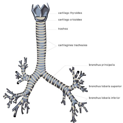 Premium Vector Human Anatomy