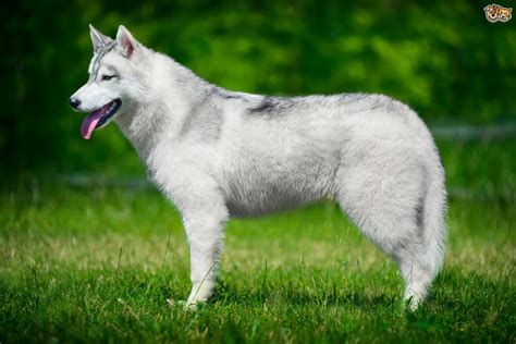 Siberian Husky Dog Breed Information, Buying Advice, Photos and Facts ...