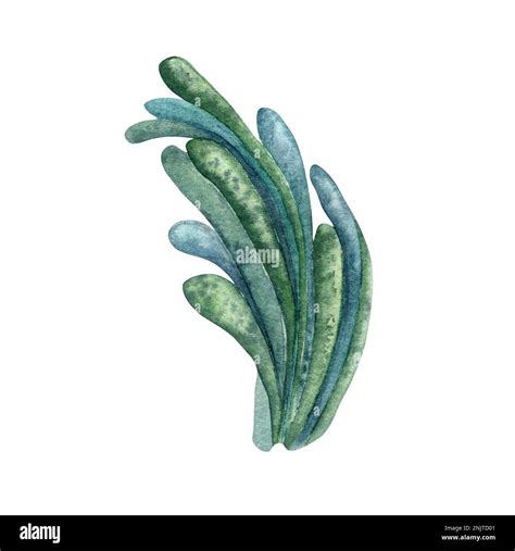 Ilustración de acuarela de planta de mar verde aislado sobre fondo