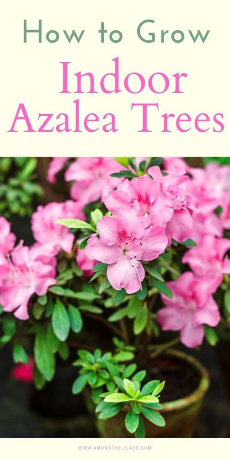 How To Grow Indoor Azalea Trees Azaleas Houseplants Indoor Indoor