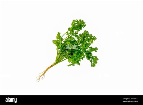 Bunch Of Natural Fresh Coriander Leaves Over White Background Stock