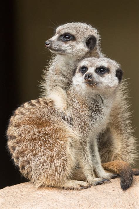 Meerkat - Hunter Valley Wildlife Park