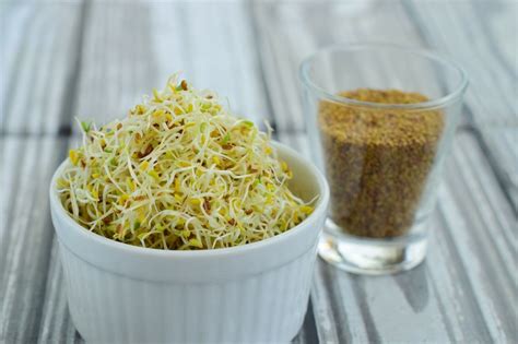 Alfalfa Keimsprossen Alfalfa Samen Bio Keimsaat Microgreen Vegan