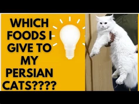 Best cat food routine for persian cats / foods should give to persian cats daily /Urdu /Hindi ...