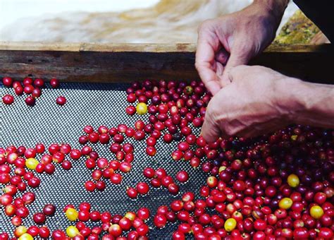 Coffee cherry processing. #coffee #coffeecherry #coffeebeans #farm # ...