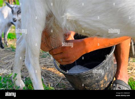 Pov Of A Dairy Farmer Hands Milking Goat Farmer Milking A Goat On A