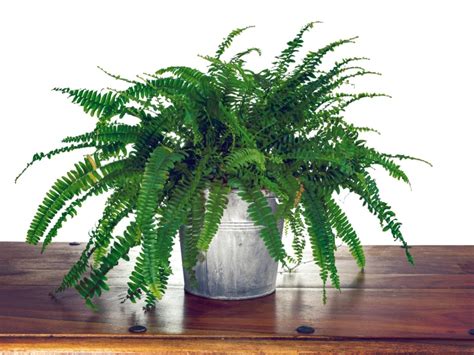 Misting Boston Ferns: Tips On Increasing Humidity Of Boston Fern Plants ...