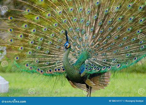 Green Peafowl of Thailand stock image. Image of background - 58614117